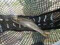 Big Sping Creek 04-03-13 007